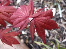 Reticulatum purple 222.JPG