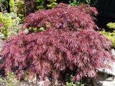 Red dissectum 224 (2).JPG