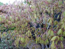 Autumn gold 227.JPG