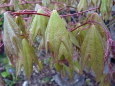 Autumn gold 228.JPG
