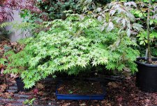 acerp-tamahime01_210517a.jpg