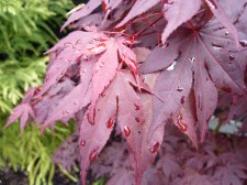 Atropurpureum 230.JPG