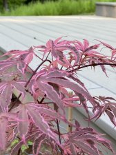206F2089-4E03-4FF7-95BC-3607D699F801.jpeg