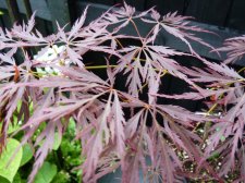 Pink filigree 235.JPG