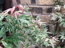 20210522 Ukigumo-1.jpg