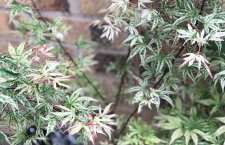 20210522 Ukigumo-2.jpg