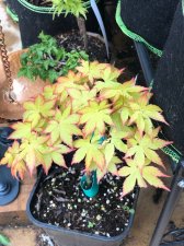 20210522 Summer Gold.jpg