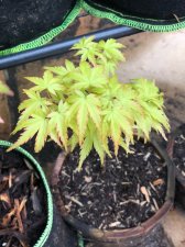 20210522 Sharps Pygmy.jpg