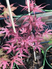 20210522 O.F. Strawberry.jpg