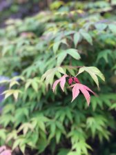20210522 Osakazuki-2.jpg