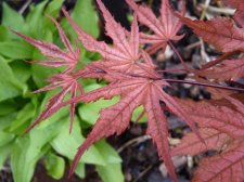 Twombleys Red sentinel 235.JPG