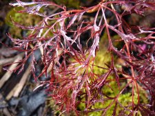 Red Feather 237.JPG