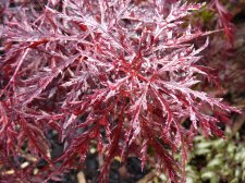 Red dragon 237.JPG