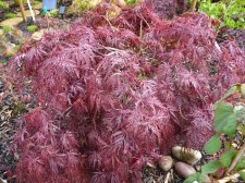 Red dissectum 237.JPG
