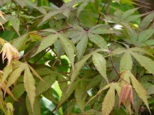 Westonbirt Orange 239.JPG