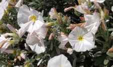 Convolvulus cneorum_WECC_Cutler_20210525_164906.jpg