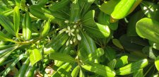 Pittosporum-tobira_WECC_Cutler_20210525_165142.jpg