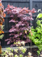 Atropurpureum 240.JPG