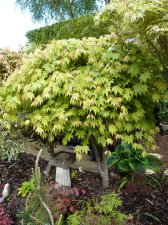 Autumn Gold 240.JPG