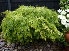 Green dissectum 240.JPG
