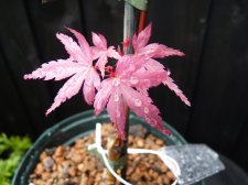 Kawahara Rose 244.JPG