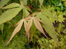 Westonbirt Orange 244.JPG