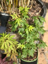 20210529 Palmatum, Aobajo.jpg