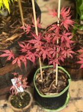 20210529 Shirazz, O.F.Strawberry.jpg