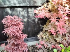IMG_20210530_163359.jpg