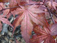 Twombleys red sentinel 248.JPG
