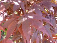 Red Flash 249.JPG