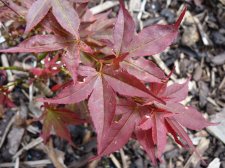 Ruby stars 251.JPG