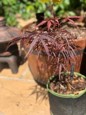20210530 Hupps Red Willow.jpg