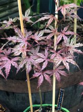20210604 O.F. Strawberry.jpg