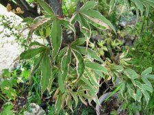 acerp-gwensro_210605a.jpg