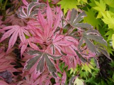 Gwens rose delight or Shirazz 256.JPG