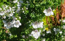 Prosanthera cuneata_StanleyParkBoardOffice_Cutler_20210529_162618.jpg