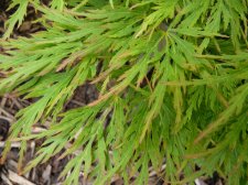 Flavescens 257.JPG