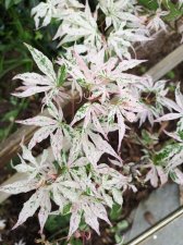 IMG_20210608_115529.jpg