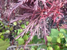 Red dissectum 261.JPG