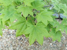 IMG_20210610_200433.jpg