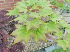 IMG_20210610_200526.jpg
