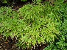 Flavescens 262.JPG