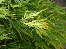 Green dissectum 263.JPG