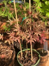 20210612 O.F Strawberry.jpg