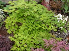 Westonbirt spreading star 265.JPG