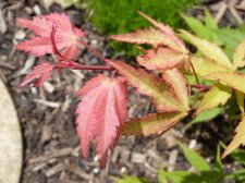 Westonbirt red 270.JPG