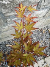 IMG_20210617_103229.jpg