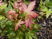 Coral pink 271.JPG
