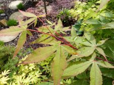 Westonbirt orange 271.JPG